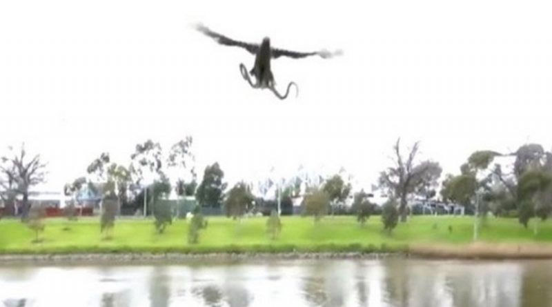 destaque-378843-covra