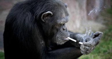 chimpanze
