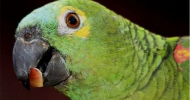 destaque-383944-papagaio