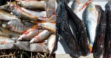 peixes_apreendidos