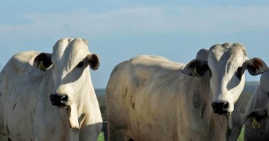 A última das cinco etapas de vacinação exigidas pelo Ministério de Agricultura, Pecuária e Abastecimento (Mapa), para o ano de 2014, por meio do Programa Nacional de Erradicação de Febre Aftosa (PNEFA), segue no Pará até o dia 30 de novembro, nas regiões sul, sudeste, nordeste e Baixo Amazonas. 
FOTO: ANTONIO SILVA/ ARQUIVO AG. PARÁ
PARAGOMINAS-PARÁ