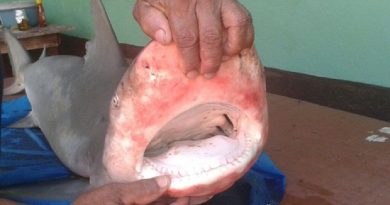 Espécie habita geralmente águas salgadas, mas pode viver em água doce (Foto: Maurício Rebouças/TV Tapajós)