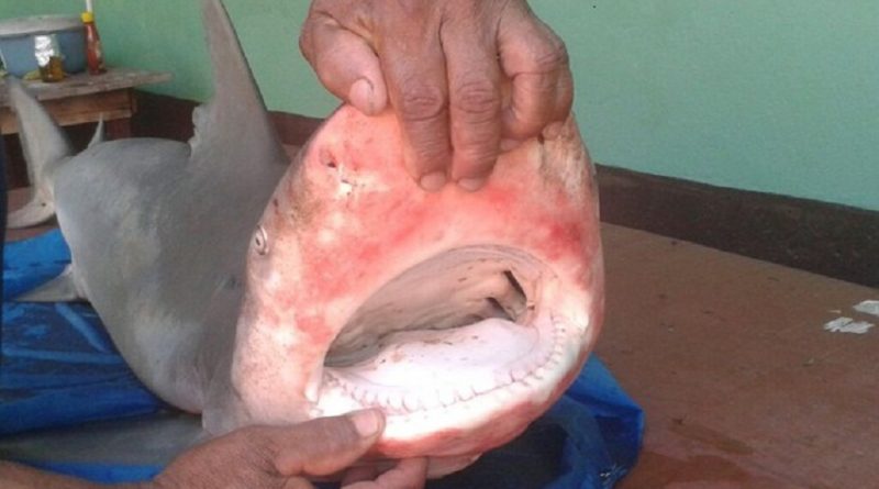 Espécie habita geralmente águas salgadas, mas pode viver em água doce (Foto: Maurício Rebouças/TV Tapajós)
