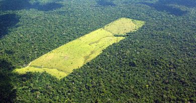 desmatamento-moraes-almeida