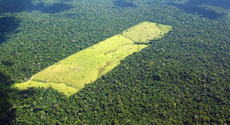 desmatamento-moraes-almeida