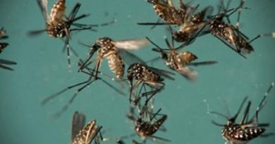 aedes-aegypti1