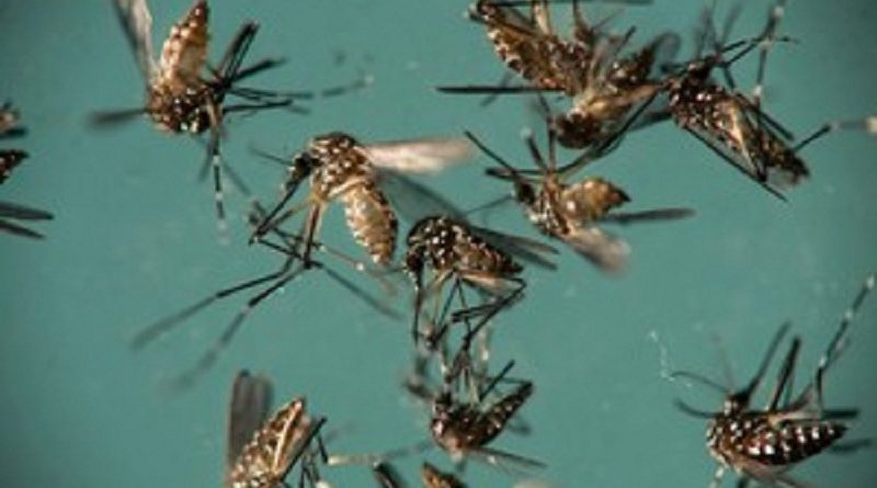 aedes-aegypti1