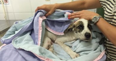 05/01/2017 11h56 - Atualizado em 05/01/2017 11h56
Homem suspeito de arrastar cadela é autuado por maus tratos, em Belém
Delegacia Especializada em Meio Ambiente investiga o caso.
Cadela foi encontrada com ferimentos pelo corpo no dia 25 de dezembro.

Do G1 PA
Homem suspeito de arrastar cadela é autuado por maus tratos, em Belém (Foto: Shirley Almeida/Arquivo Pessoal)
Cadela sofreu diversos ferimentos pelo corpo e segue internada em estado grave. (Foto: Shirley Almeida/Arquivo Pessoal)