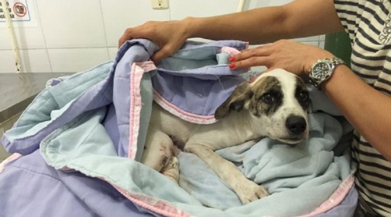 05/01/2017 11h56 - Atualizado em 05/01/2017 11h56
Homem suspeito de arrastar cadela é autuado por maus tratos, em Belém
Delegacia Especializada em Meio Ambiente investiga o caso.
Cadela foi encontrada com ferimentos pelo corpo no dia 25 de dezembro.

Do G1 PA
Homem suspeito de arrastar cadela é autuado por maus tratos, em Belém (Foto: Shirley Almeida/Arquivo Pessoal)
Cadela sofreu diversos ferimentos pelo corpo e segue internada em estado grave. (Foto: Shirley Almeida/Arquivo Pessoal)