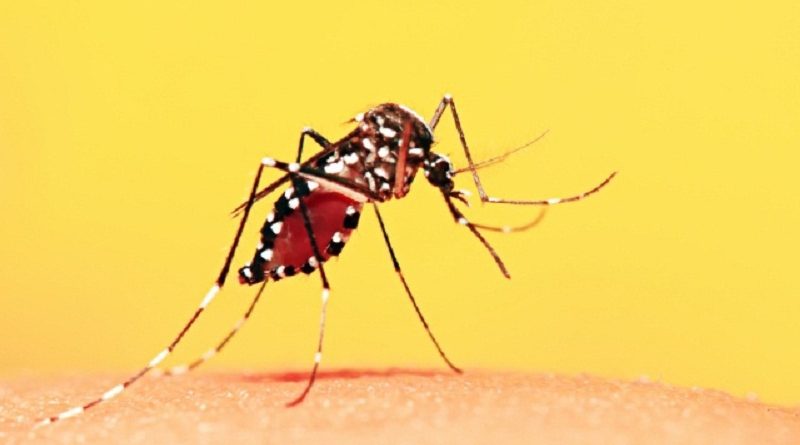 destaque-391956-febre-amarela