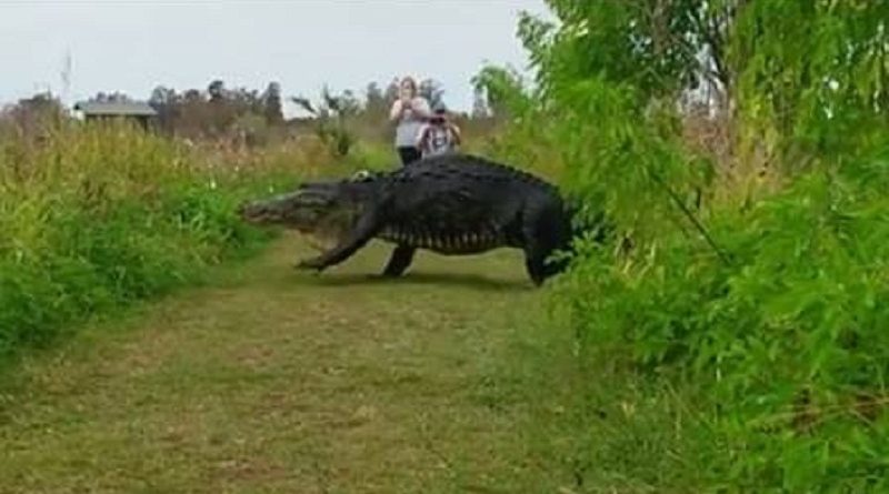 jacare-gigante