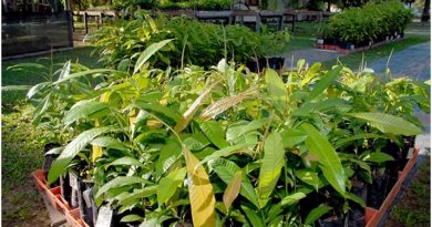 Mudas-de-castanheira