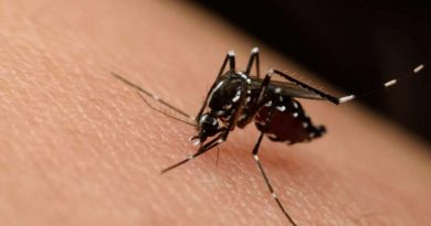 aedes-egypt-istock-529425902
