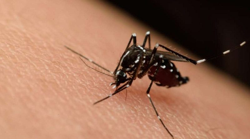 aedes-egypt-istock-529425902