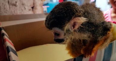 destaque-393815-macaco