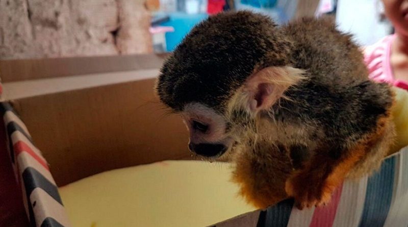 destaque-393815-macaco