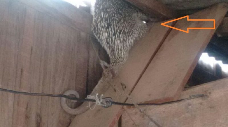 Porco-espinho entalado na residência