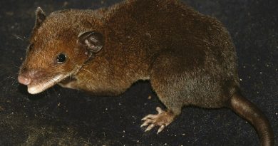 destaque-396498-saci