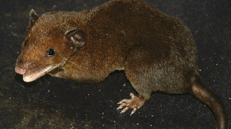 destaque-396498-saci