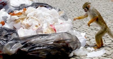 destaque-396556-macacos