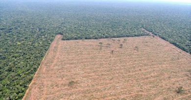 destaque-397962-desmatamento