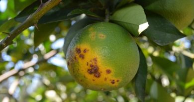 destaque-402214-t34t3