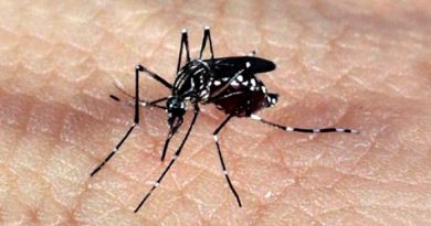 Mosquito Aedes aegypti, responsável pela transmissão dos vírus da dengue, febre chikungunya e Zika