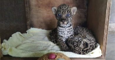 FB_IMG_1491433948288