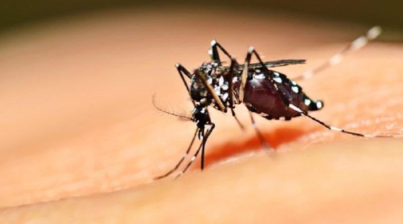 aedes-aegypti