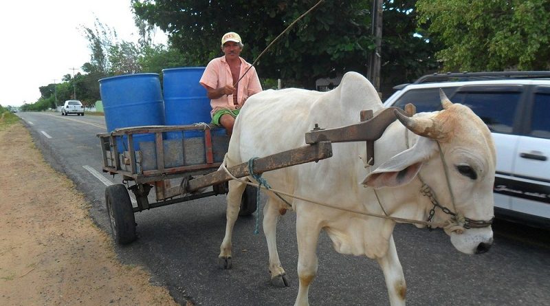 boi-carroceiro