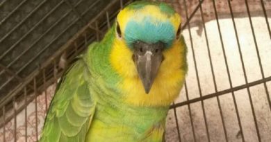 62023817_lourinho-chegou-a-casa-da-aposentada-ha-10-anos-com-ferimentos-provocados-por-um-cao (1)