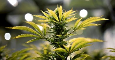 (FILES) This file photo taken on April 20, 2016 shows a marijuana plant and its buds at Alternative Solutions, local medical marijuana producer in Washington, DC. Voters in the US state of Florida appear overwhelmingly inclined to legalize medical marijuana in a referendum November 8, a new poll out October 11, 2016 shows. Some 77 percent of likely voters in the southeastern state have said they will cast ballots in favor of Amendment 2 -- which would change the state's constitution to legalize cannabis for medicinal use -- according to the survey conducted by the Public Opinion Research Laboratory (PORL) at the University of North Florida.
 / AFP / Brendan Smialowski