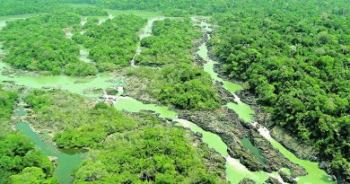 destaque-433496-floresta--divulgacao