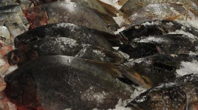 destaque-434220-peixe