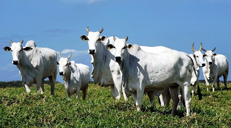 destaque-435977-agro