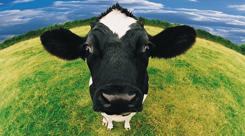 destaque-436594-vacas-saudaveis-imas