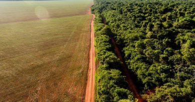 fundiaria legalização