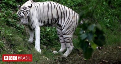 98221568_tigrebranco