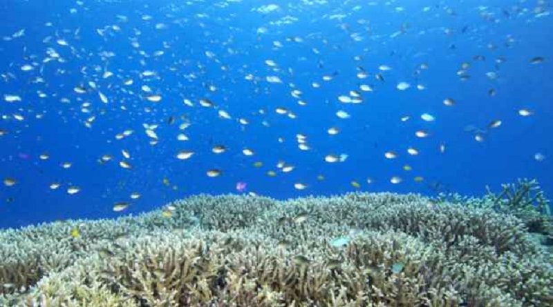 coral-recife-20111017-original3