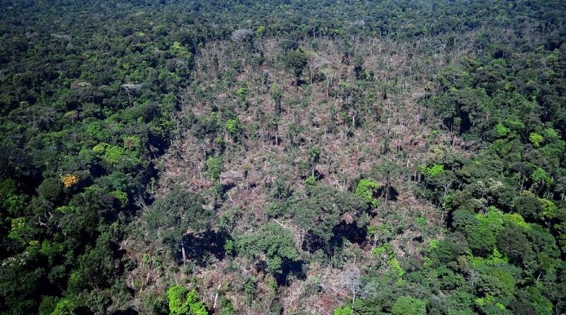 (Desmatamento em Novo Progresso Foto:IBAMA)