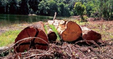 toras desmatamento