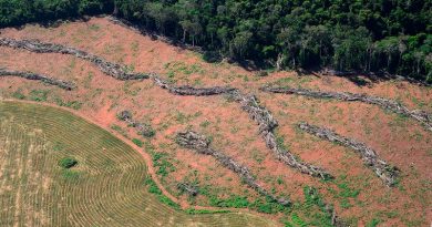 Desmatamento em região próxima ao local onde os deputados decidiram reduzir a área de proteção, em Novo Progresso, Pará. Foto: Vinícius Mendonça/Ibama.