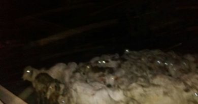 whatsapp_image_2018_01_27_at_00.52.27