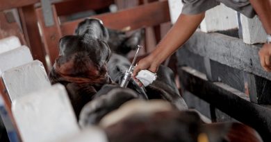 vacinacao-febre-aftosa