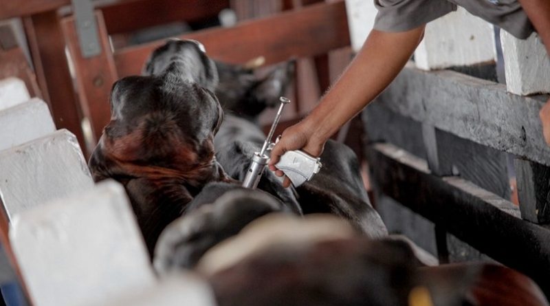 vacinacao-febre-aftosa