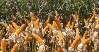 milho_elzafiuza_2308