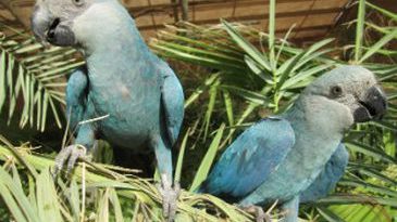 ararinha_azul_-_icmbio_-_todos_os_direitos_reservados