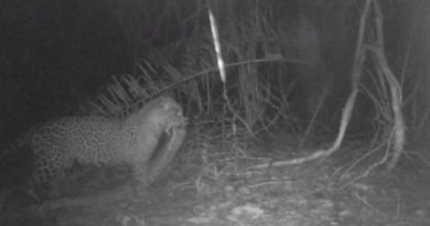Onça carrega cobra de 3 metros na boca no Pantanal (Foto: Reprodução)