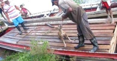 caes_santa_cruz_do_arari_-_reproducao_(2)