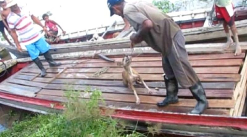 caes_santa_cruz_do_arari_-_reproducao_(2)